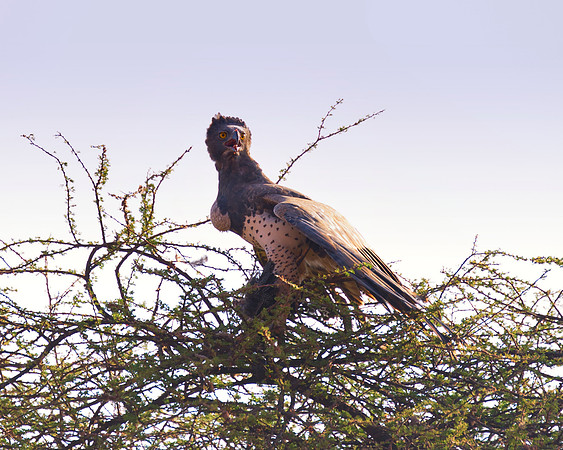 Africa, "Martial Eagle", beak, bird, claws, colors, details,  eagle, eating, feathers, flying, forest, garden, hawk, hunting, jungle, nest, park, posing, predator, prey, resting, safari, savanna, scen
