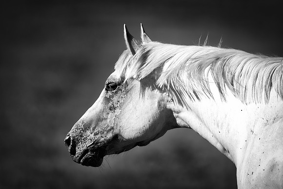 Bertazzoni, Indians, Nikon, Texas, apha, boys, bridles, burro, colors, "cow boys", donkey, "far west", halter, harness, herd, hoofs, horse, mustang, pack, paint, pioneers, portrait, "powerful horse",
