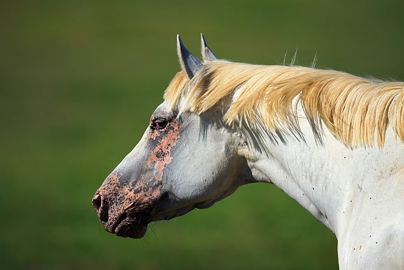 Bertazzoni, Indians, Nikon, Texas, apha, boys, bridles, burro, colors, "cow boys", donkey, "far west", halter, harness, herd, hoofs, horse, mustang, pack, paint, pioneers, portrait, "powerful horse",