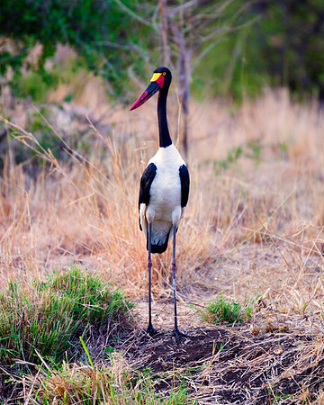 Africa, Beak, Botswana, Caprivi, Chobe, Kenya, Kenya, Mozambique, Namibia, Savuti, "South Africa", Tanzania, Tanzania, "Saddle Billed Stork", babies, colors, feathers, fish, fishing, lake, "long legs"