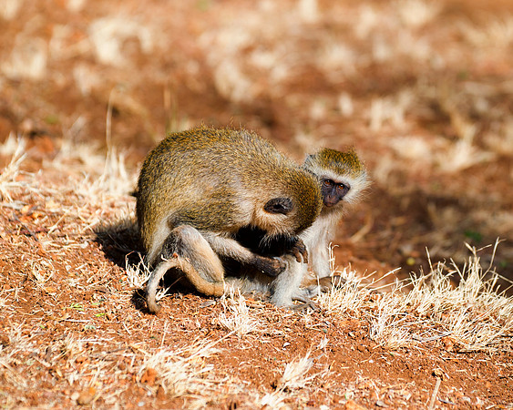 Africa, Botswana, Kenya, Mozambique, Namibia, "South Africa", Tanzania, ape, banana, bertazzoni, equator, fruits, jungle, monkey, monkey, primate, safari, savanna, trees, "velvet monkey", zoo