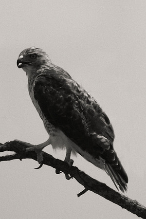 Hawk, animals, bird, "black & white", claws, nature, park, wildlife, wings