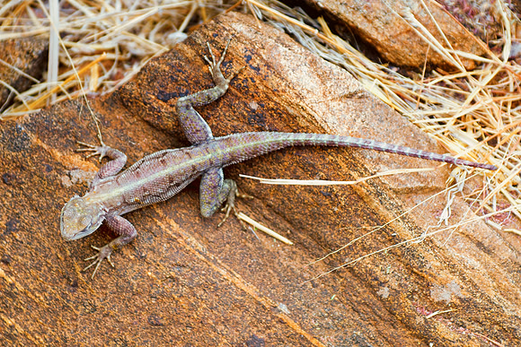 Africa, claws, climbing, colors, details, forest, insects, jaws, jungle, lake, leather, lizard, agama, pond, reptile, river, skin, tail, tail, teeth, trees, Kenya