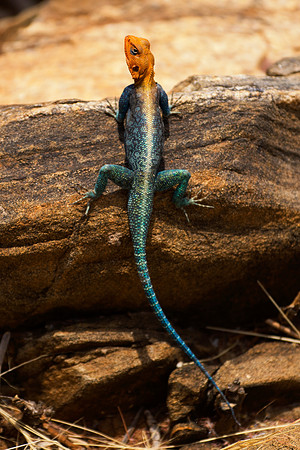 Africa, claws, climbing, colors, details, forest, insects, jaws, jungle, lake, leather, lizard, agama, pond, reptile, river, skin, tail, tail, teeth, trees, Kenya