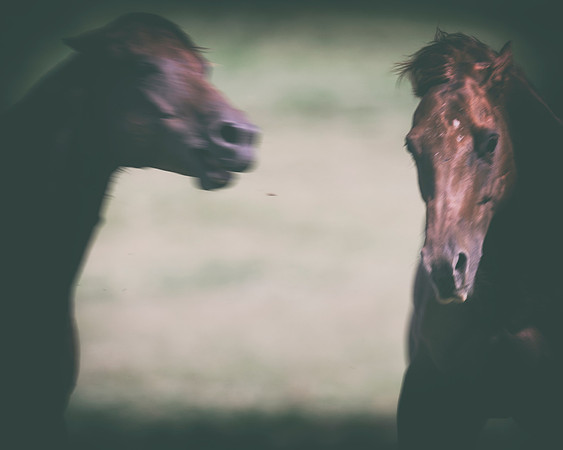 Bertazzoni, Indians, Nikon, Texas, apha, boys, bridles, burro, colors, "cow boys", donkey, "far west", halter, harness, herd, hoofs, horse, mustang, pack, paint, pioneers, portrait, "powerful horse",