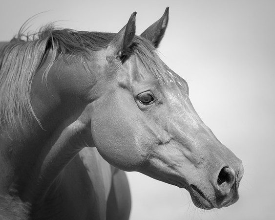 Bertazzoni, Indians, Nikon, Texas, apha, boys, bridles, burro, colors, "cow boys", donkey, "far west", halter, harness, herd, hoofs, horse, mustang, pack, paint, pioneers, portrait, "powerful horse",