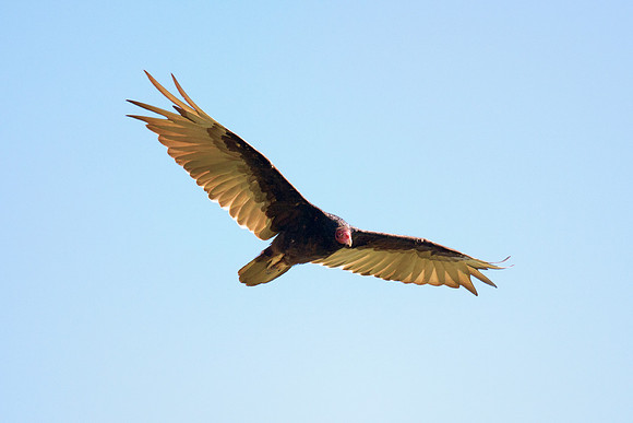 Beak, Bertazzoni, Mexico, Nikon, Texas, Wings, "black & white", death, eyes, feathers, flying, legs, nature, scavengers, "turkey vulture", vulture, wilderness