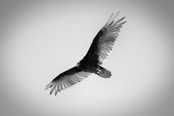 Beak, Bertazzoni, Mexico, Nikon, Texas, Wings, "black & white", death, eyes, feathers, flying, legs, nature, scavengers, "turkey vulture", vulture, wilderness
