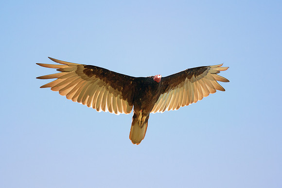 Turkey Vulture