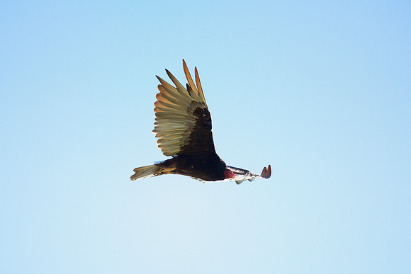 Beak, Bertazzoni, Mexico, Nikon, Texas, Wings, "black & white", death, eyes, feathers, flying, legs, nature, scavengers, "turkey vulture", vulture, wilderness