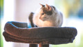 Cats & Big Cats III