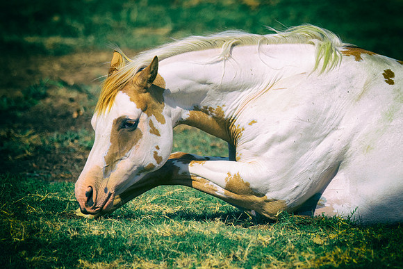 Bertazzoni, Indians, Nikon, Texas, apha, boys, bridles, burro, colors, "cow boys", donkey, "far west", halter, harness, herd, hoofs, horse, mustang, pack, paint, pioneers, portrait, "powerful horse",
