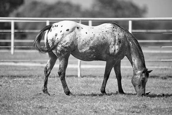 Bertazzoni, Indians, Nikon, Texas, apha, boys, bridles, burro, colors, "cow boys", donkey, "far west", halter, harness, herd, hoofs, horse, mustang, pack, paint, pioneers, portrait, "powerful horse",