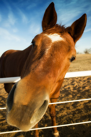 "noosey horse" mustang, " quarter horse", " paint horse", appaloosa, praire, " far west",