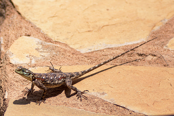 Africa, Kenya, agama, claws, climbing, colors, details, forest, insects, jaws, jungle, lake, leather, lizard, pond, reptile, river, skin, tail, tail, teeth, trees