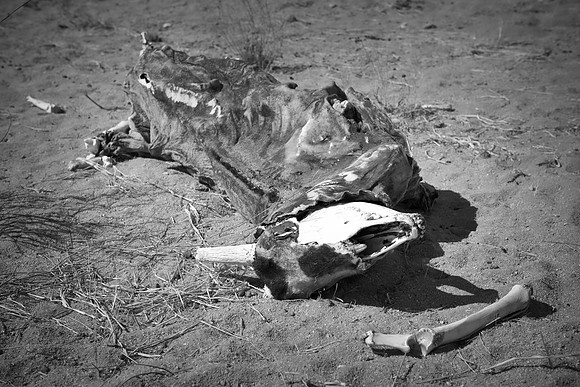 death, carcass, Africa, Nikon, Bertazzoni, abstract, "black & white"
