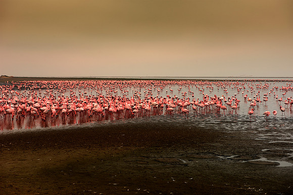 Bertazzoni, Nikon, bird, colors, details, details, feathers, flamingo, migration, peak, pink, pond, portrait, sea, structure, swamp, wings, zoo, "Walvis Bay", Namibia