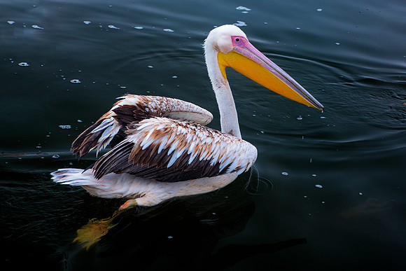Bertazzoni, Kenya, Namibia, Pelican, beak, colors, feathers, fishing, flying, hunting, lake, lakes, nature, nesting, ocean, "pink backed pelican", rivers, wings, "Walvis Bay"