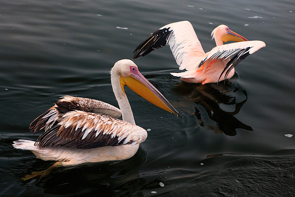 Bertazzoni, Kenya, Namibia, Pelican, beak, colors, feathers, fishing, flying, hunting, lake, lakes, nature, nesting, ocean, "pink backed pelican", rivers, wings, "Walvis Bay"