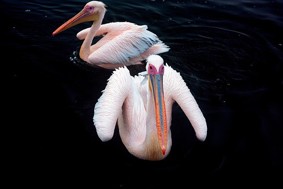Bertazzoni, Kenya, Namibia, Pelican, beak, colors, feathers, fishing, flying, hunting, lake, lakes, nature, nesting, ocean, "pink backed pelican", rivers, wings, "Walvis Bay"