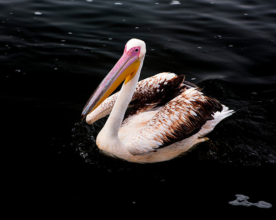 Bertazzoni, Kenya, Namibia, Pelican, beak, colors, feathers, fishing, flying, hunting, lake, lakes, nature, nesting, ocean, "pink backed pelican", rivers, wings, "Walvis Bay"