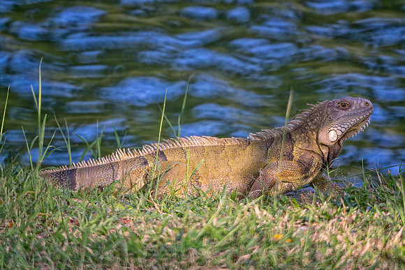 iguana, skin, leather, colors, details, reptile, tail, jungle, forest, teeth, claws, jaws, trees, climbing, insects