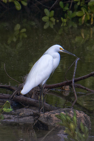 beak, bird, "exotic bird", feathers, flying, migration, nest, "white bird", wings, "wading bird"