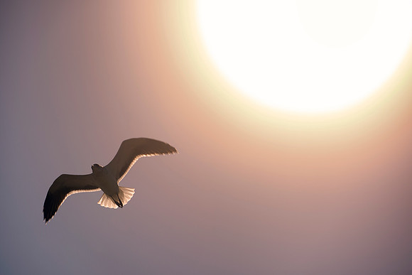 "Sabine's Gull", gull, bird, Namibia, Africa, coast, ocean, sea, flying, beak, flying, fishing, landing, Nikon, wings, Bertazzoni, legs, nature, safari, feathers, details