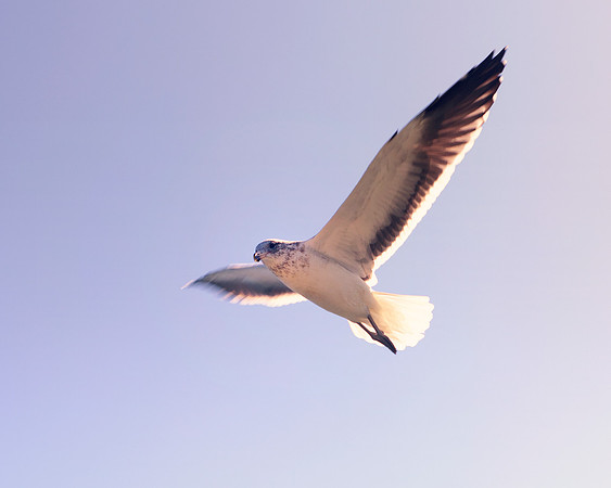 "Sabine's Gull", gull, bird, Namibia, Africa, coast, ocean, sea, flying, beak, flying, fishing, landing, Nikon, wings, Bertazzoni, legs, nature, safari, feathers, details