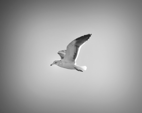 "Sabine's Gull", gull, bird, Namibia, Africa, coast, ocean, sea, flying, beak, flying, fishing, landing, Nikon, wings, Bertazzoni, legs, nature, safari, feathers, details