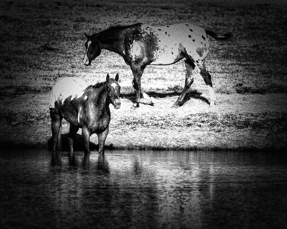 Bertazzoni, Indians, Nikon, Texas, apha, appaloosas, boys, bridles, burro, colors, "cow boys", donkey, "far west", halter, harness, herd, hoofs, horse, mustang, pack, paint, pioneers, portrait, "power