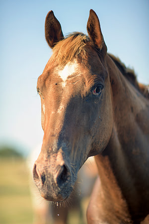 Bertazzoni, Indians, Nikon, Texas, apha, appaloosas, boys, bridles, burro, colors, "cow boys", donkey, "far west", halter, harness, herd, hoofs, horse, mustang, pack, paint, pioneers, portrait, "power