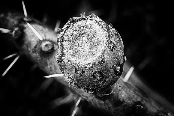 Bitter Fruit