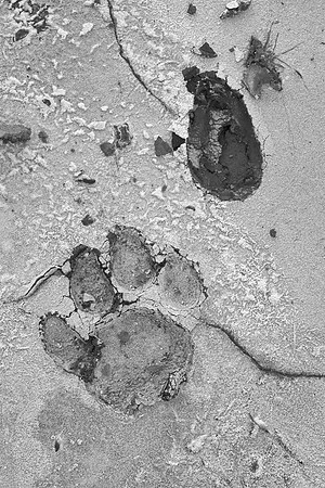 footprints, "black & white", abstract, Africa, Lion, Nikon, Bertazzoni, sand, mud, details,