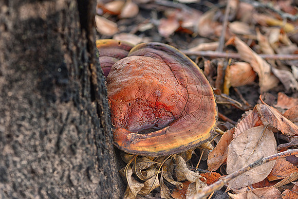 mushroom, foliage, branches, leafs, water, rain, dew, pearls, contrast, autumn, winter, wood, forest, trees, lichen, moss