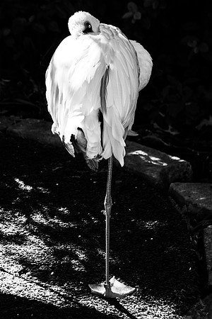 bird, details, flamingo, migration, peak, pink, pond, portrait, sea, swamp, flamingo