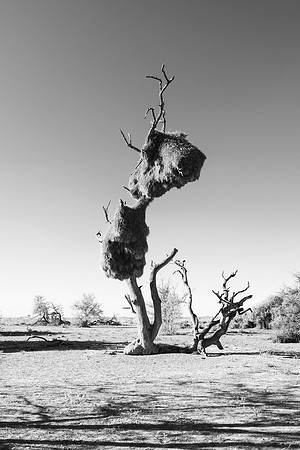 nest, bird, nature, Africa, Etosha, Nikon, Bertazzoni, "black & white", abstract, artistic