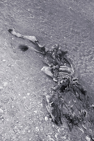Africa, Bertazzoni, Nikon, abstract, "black & white", carcass, death, bones, scavenger, Africa, zebra