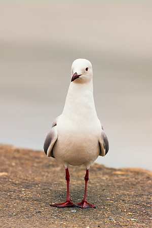 "Sabine's Gull", gull, bird, Namibia, Africa, coast, ocean, sea, flying, beak, flying, fishing, landing, Nikon, wings, Bertazzoni, legs, nature, safari, feathers, details