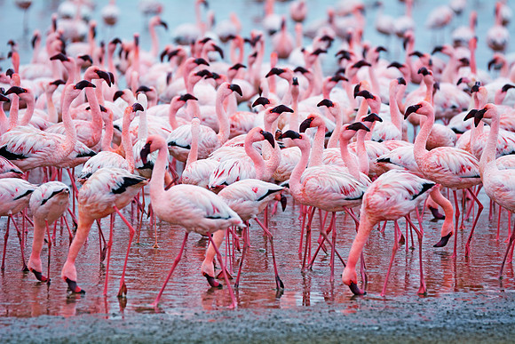 Bertazzoni, Namibia, Nikon, "Walvis Bay", bird, colors, details, details, feathers, flamingo, migration, peak, pink, pond, portrait, sea, structure, swamp, wings, zoo
