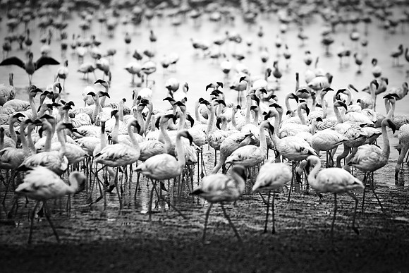 Bertazzoni, Namibia, Nikon, "Walvis Bay", bird, colors, details, details, feathers, flamingo, migration, peak, pink, pond, portrait, sea, structure, swamp, wings, zoo, "black & white"