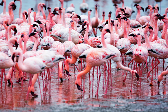 Bertazzoni, Namibia, Nikon, "Walvis Bay", bird, colors, details, details, feathers, flamingo, migration, peak, pink, pond, portrait, sea, structure, swamp, wings, zoo