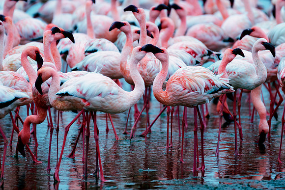 Bertazzoni, Namibia, Nikon, "Walvis Bay", bird, colors, details, details, feathers, flamingo, migration, peak, pink, pond, portrait, sea, structure, swamp, wings, zoo