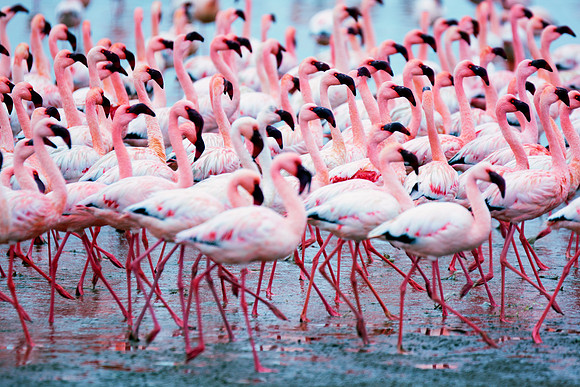 Bertazzoni, Namibia, Nikon, "Walvis Bay", bird, colors, details, details, feathers, flamingo, migration, peak, pink, pond, portrait, sea, structure, swamp, wings, zoo