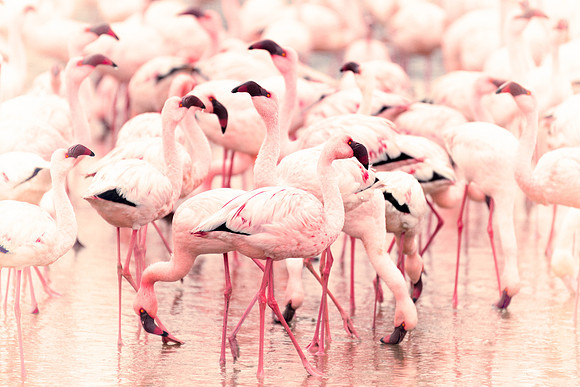Bertazzoni, Namibia, Nikon, "Walvis Bay", bird, colors, details, details, feathers, flamingo, migration, peak, pink, pond, portrait, sea, structure, swamp, wings, zoo