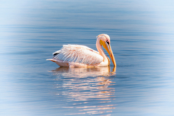 Bertazzoni, Kenya, Namibia, Pelican, "Walvis Bay", beak, colors, feathers, fishing, flying, hunting, lake, lakes, nature, nesting, ocean, "pink backed pelican", rivers, wings