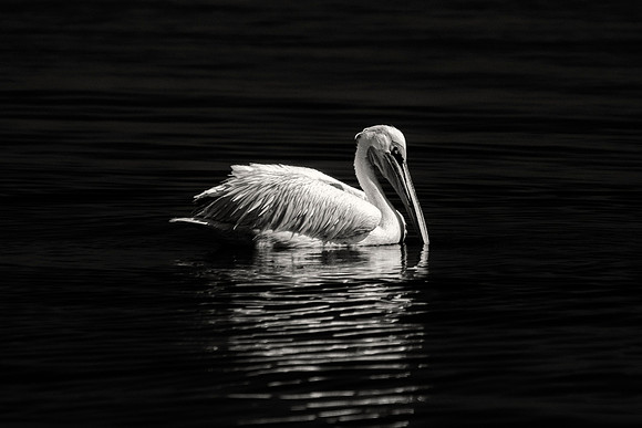 Bertazzoni, Kenya, Namibia, Pelican, "Walvis Bay", beak, colors, feathers, fishing, flying, hunting, lake, lakes, nature, nesting, ocean, "pink backed pelican", rivers, wings