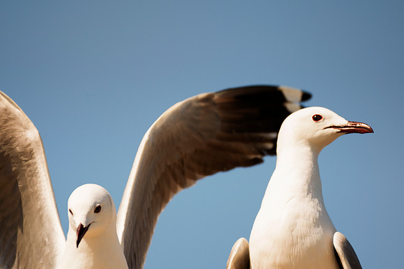 "Sabine's Gull", gull, bird, Namibia, Africa, coast, ocean, sea, flying, beak, flying, fishing, landing, Nikon, wings, Bertazzoni, legs, nature, safari, feathers, details