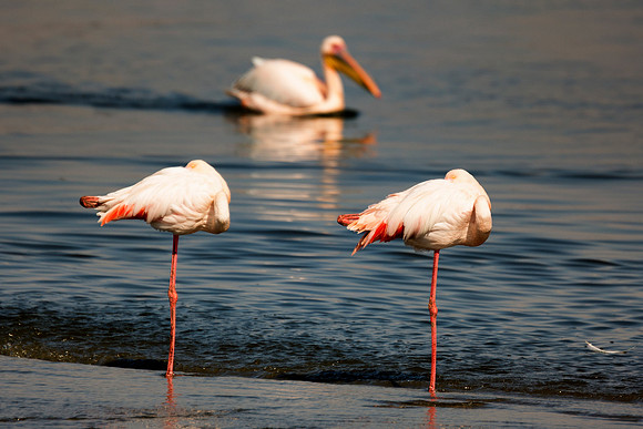 Bertazzoni, Namibia, Nikon, "Walvis Bay", bird, colors, details, details, feathers, flamingo, migration, peak, pink, pond, portrait, sea, structure, swamp, wings, zoo