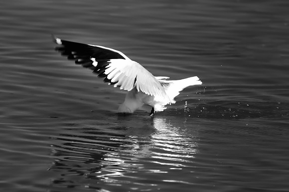 "Sabine's Gull", gull, bird, Namibia, Africa, coast, ocean, sea, flying, beak, flying, fishing, landing, Nikon, wings, Bertazzoni, legs, nature, safari, feathers, details, landing, "black & white"